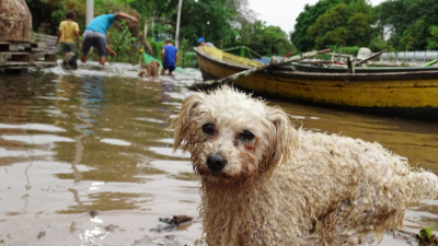 Tras el avance del agua, veterinarios asistirán a animales en El Impenetrable