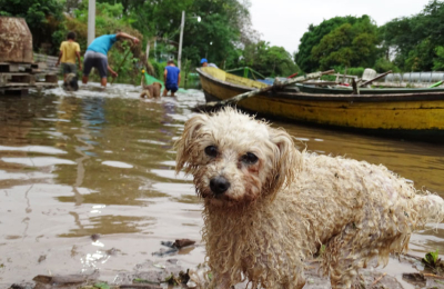 Tras el avance del agua, veterinarios asistirán a animales en El Impenetrable