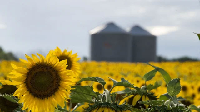 girasol.jpg