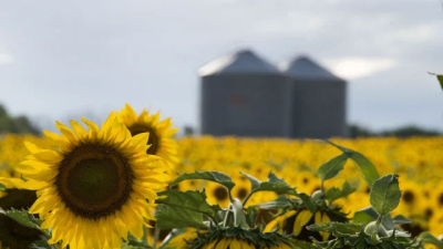 La molienda de girasol superó las 500.000 toneladas