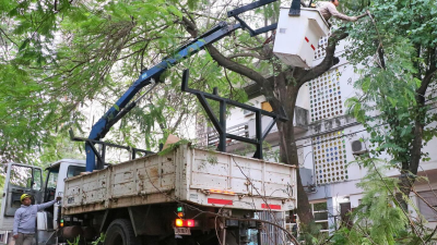 Semana de poda de árboles y desvíos en el microcentro de Resistencia