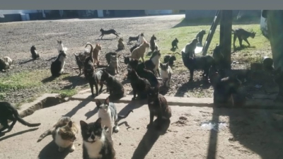 "Salvemos esta colonia": lanzan una urgente campaña para rescatar a más de 100 gatos