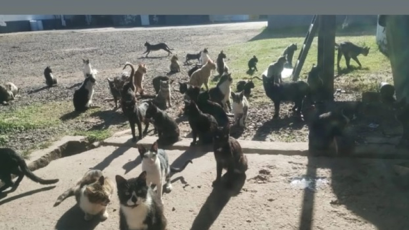 "Salvemos esta colonia": lanzan una urgente campaña para rescatar a más de 100 gatos
