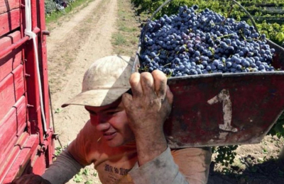 La cosecha cayó un 10% y los productores denuncian precios por debajo de los costos