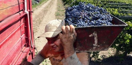 vitivinivinci