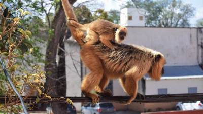 Preocupación por el destino de animales silvestres rescatados fuera del sistema habilitado