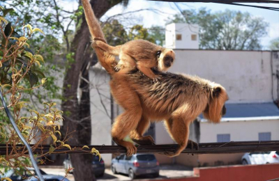 Preocupación por el destino de animales silvestres rescatados fuera del sistema habilitado