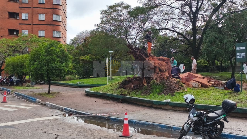 Adiós al gigante: vecinos siguen de cerca la remoción de un centenario eucalipto