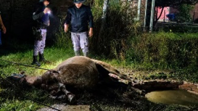 Rescataron a una yegua preñada que cayó en un pozo ciego