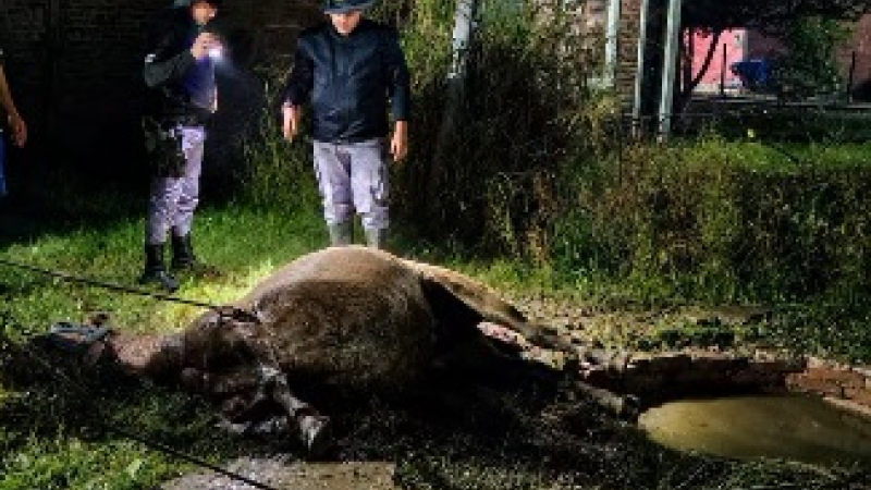 Rescataron a una yegua preñada que cayó en un pozo ciego