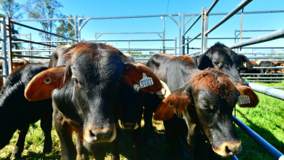 Más de 1300 cabezas en el oeste formoseño