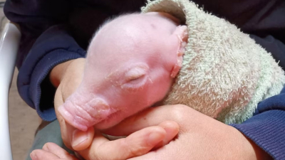 Nació el primer cerdo modificado genéticamente en Argentina para trasplantes de órganos humanos