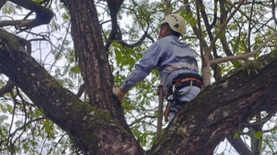 Rescataron a un gatito que no podía bajar de un árbol