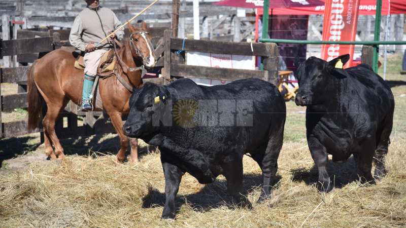 Se viene la Expo Rural en Margarita Belén