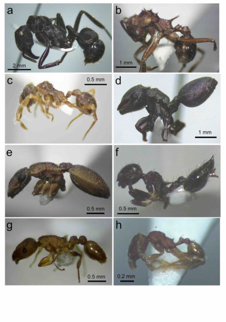 Especies-de-hormigas-del-Impenetrable-696x994