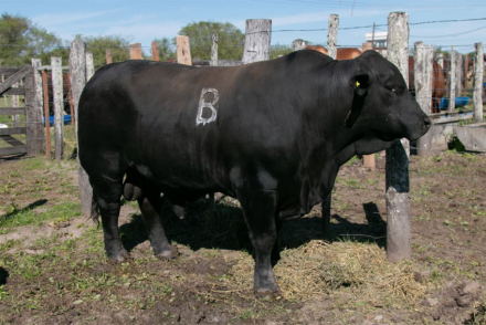 toro3