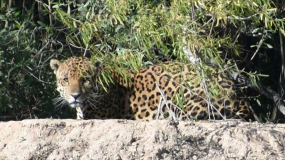 Cara a cara con el yaguareté: crecen los avistajes en El Impenetrable