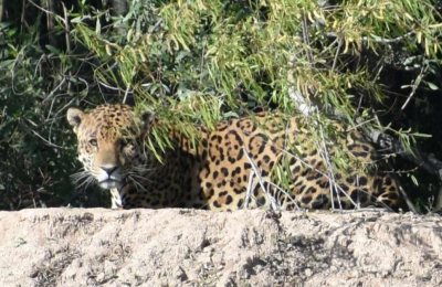 Cara a cara con el yaguareté: crecen los avistajes en El Impenetrable