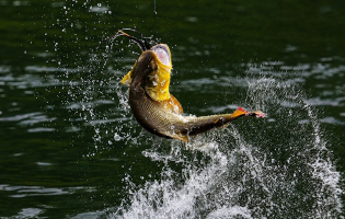 Se viene el XXII Torneo Internacional de Pesca del Dorado con Devolución