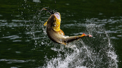 Se viene el XXII Torneo Internacional de Pesca del Dorado con Devolución