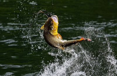 Se viene el XXII Torneo Internacional de Pesca del Dorado con Devolución