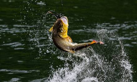 pesca mas2026