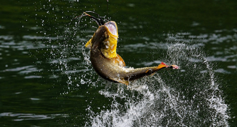 Se viene el XXII Torneo Internacional de Pesca del Dorado con Devolución