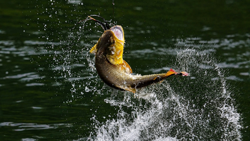 Se viene el XXII Torneo Internacional de Pesca del Dorado con Devolución