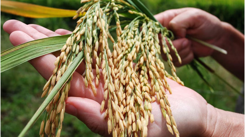 El arroz de Formosa aumentó su peso en la producción nacional