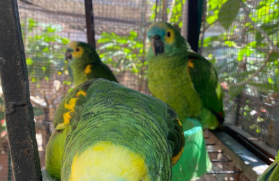 El Refugio de Aves Silvestres necesita un terreno para no volver a empezar de cero