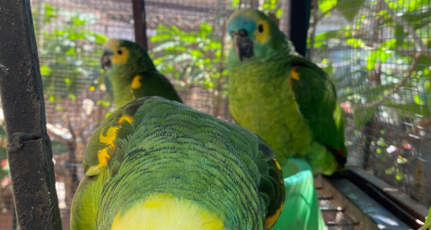 El Refugio de Aves Silvestres necesita un terreno para no volver a empezar de cero