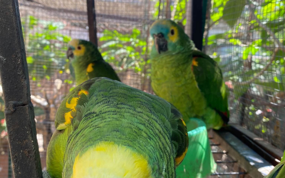 El Refugio de Aves Silvestres necesita un terreno para no volver a empezar de cero