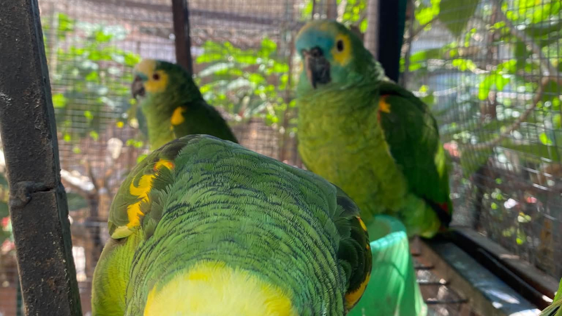 El Refugio de Aves Silvestres necesita un terreno para no volver a empezar de cero
