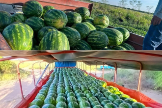 Comercializarán 140 toneladas de sandías en las principales ciudades del país