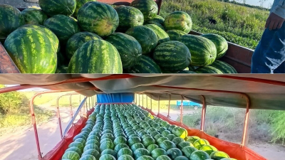 Comercializarán 140 toneladas de sandías en las principales ciudades del país