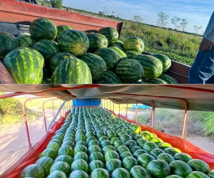 sandias 2