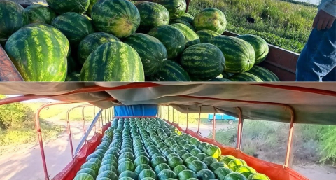 Comercializarán 140 toneladas de sandías en las principales ciudades del país