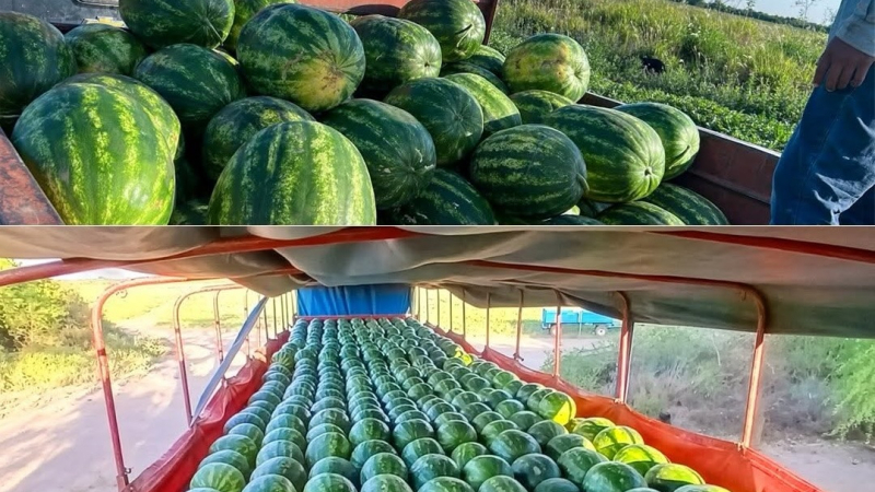 Comercializarán 140 toneladas de sandías en las principales ciudades del país