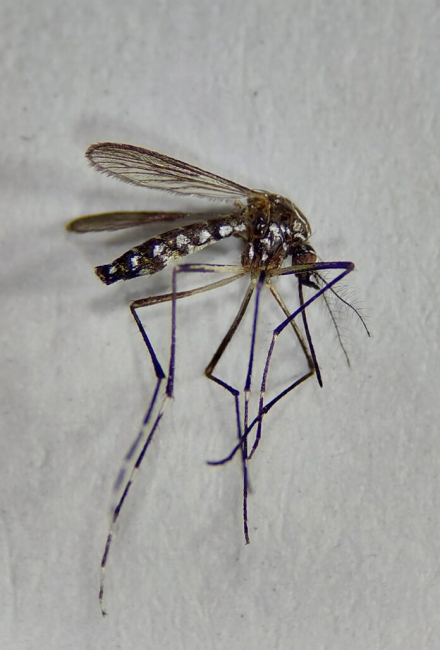 aedes 1