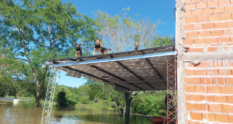 Bomberos rescatan perritos que habían quedado a la deriva en medio de la creciente