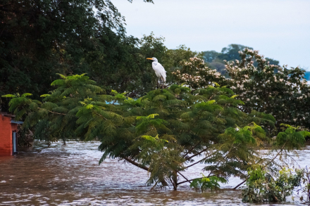 AVES-EN-INUNDACION2