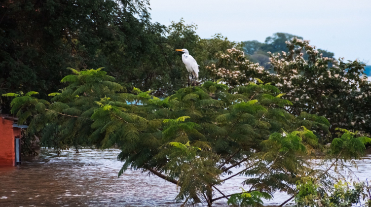 La creciente desplaza a la fauna silvestre y aumenta el riesgo por serpientes venenosas