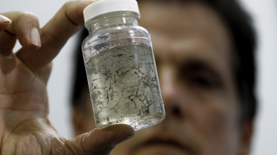 Viajeros al norte de Brasil y el Caribe deben prevenirse del mosquito aedes