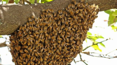 Limpiaba un campo y fue picado hasta la muerte por abejas