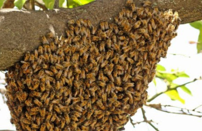 Limpiaba un campo y fue picado hasta la muerte por abejas