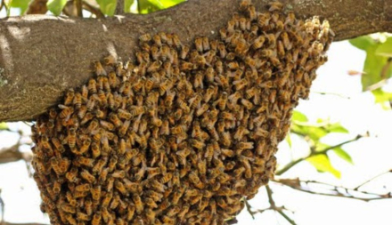 abejas.jpg