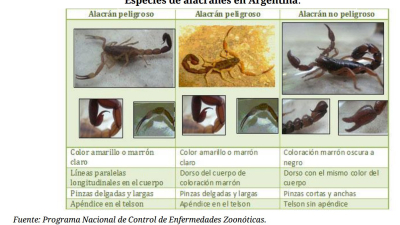 Picaduras de alacranes: en el Chaco se reportó casi un 20% menos