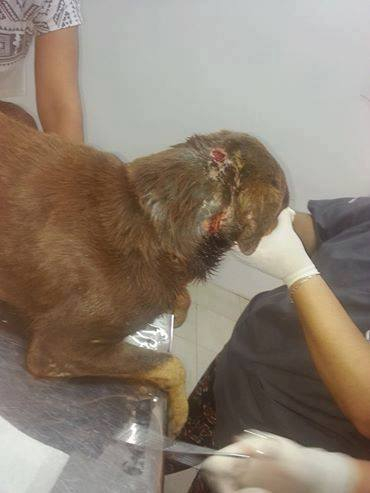 perro1.jpg