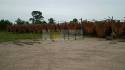Nueve menores fueron rescatados de la cosecha de tabaco en un campo de Makallé