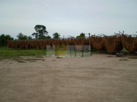 cosecha tabaco.jpg